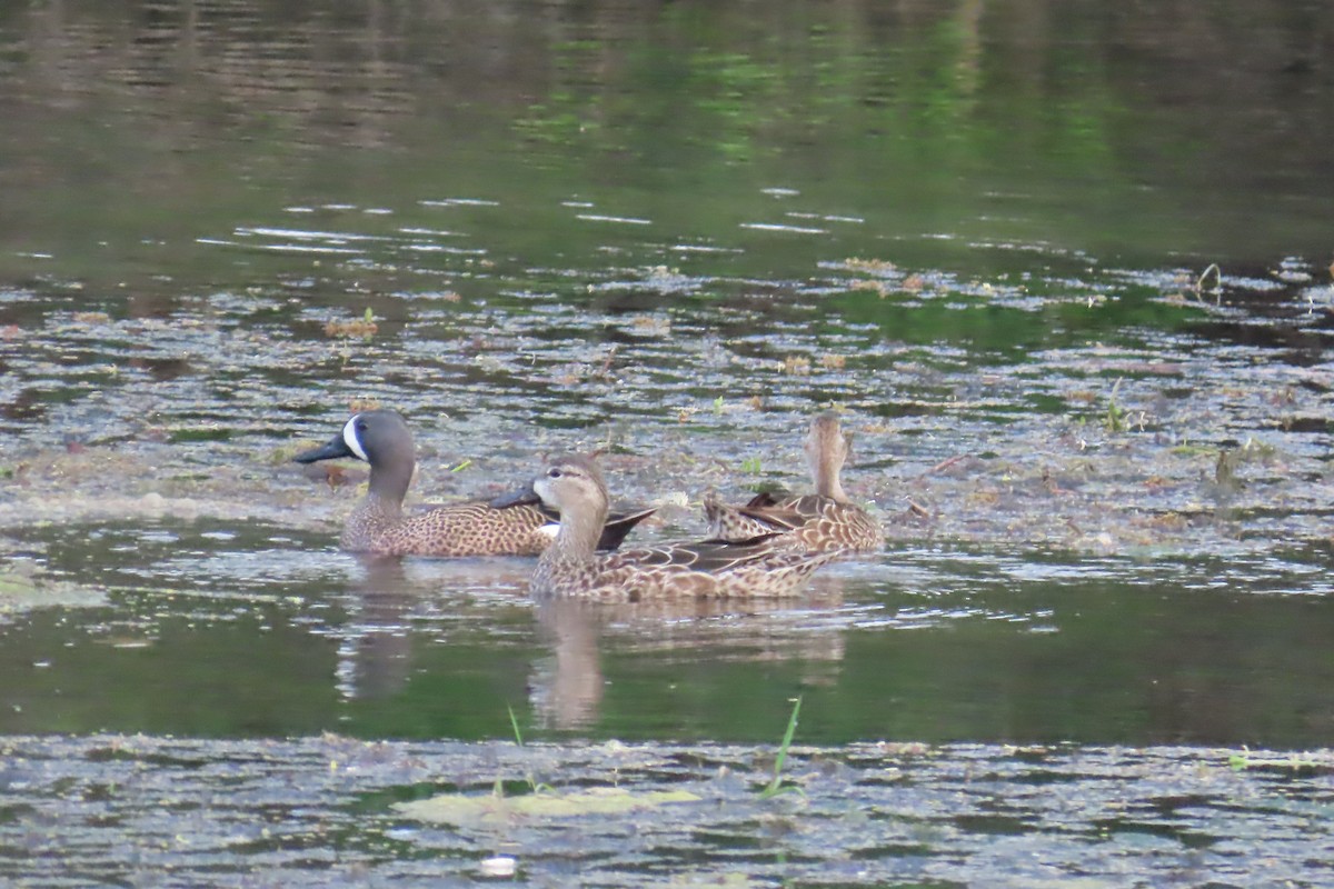 Blue-winged Teal - ML615977431