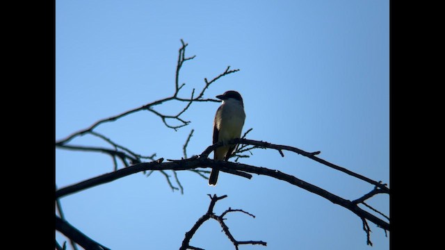 Dickschnabel-Königstyrann - ML615977461