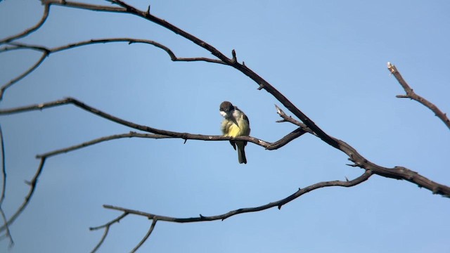 Dickschnabel-Königstyrann - ML615977462