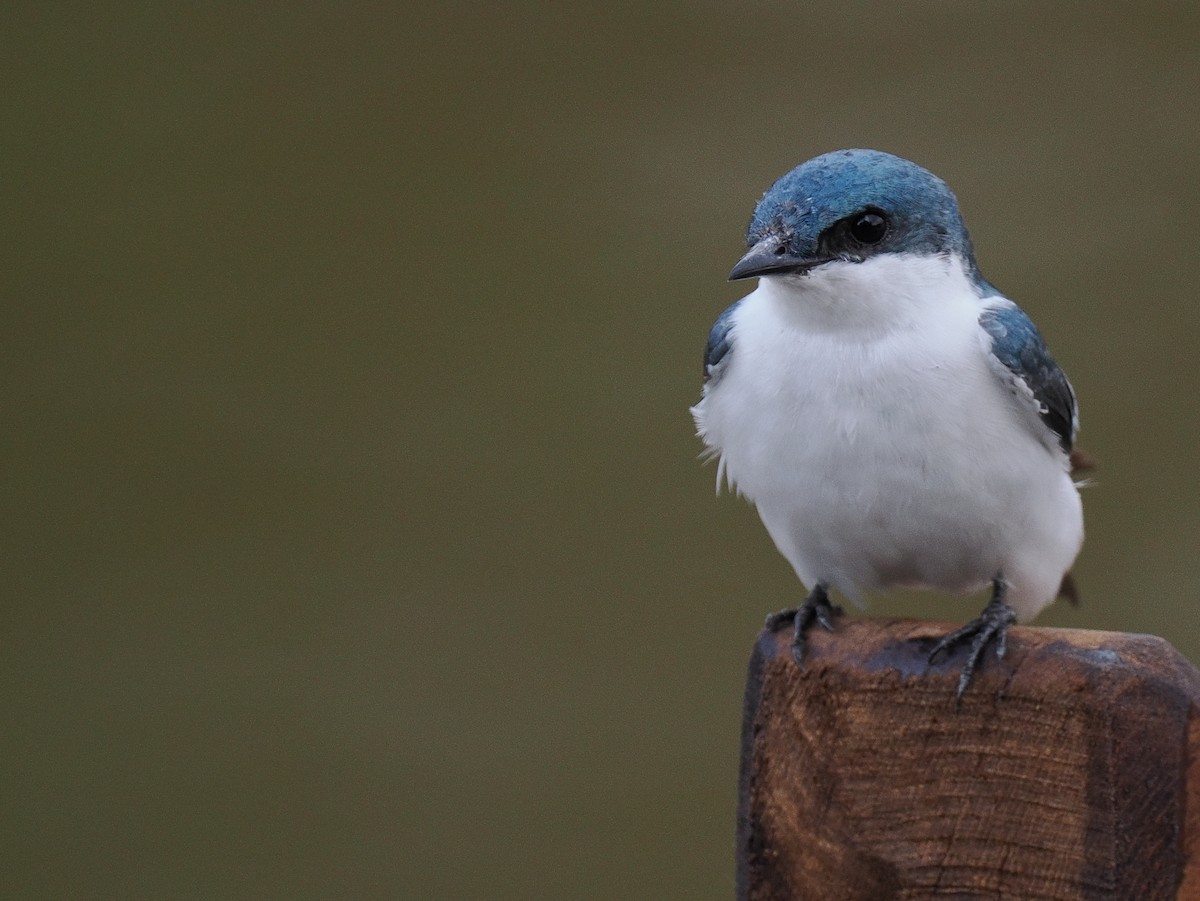White-winged Swallow - ML615977483