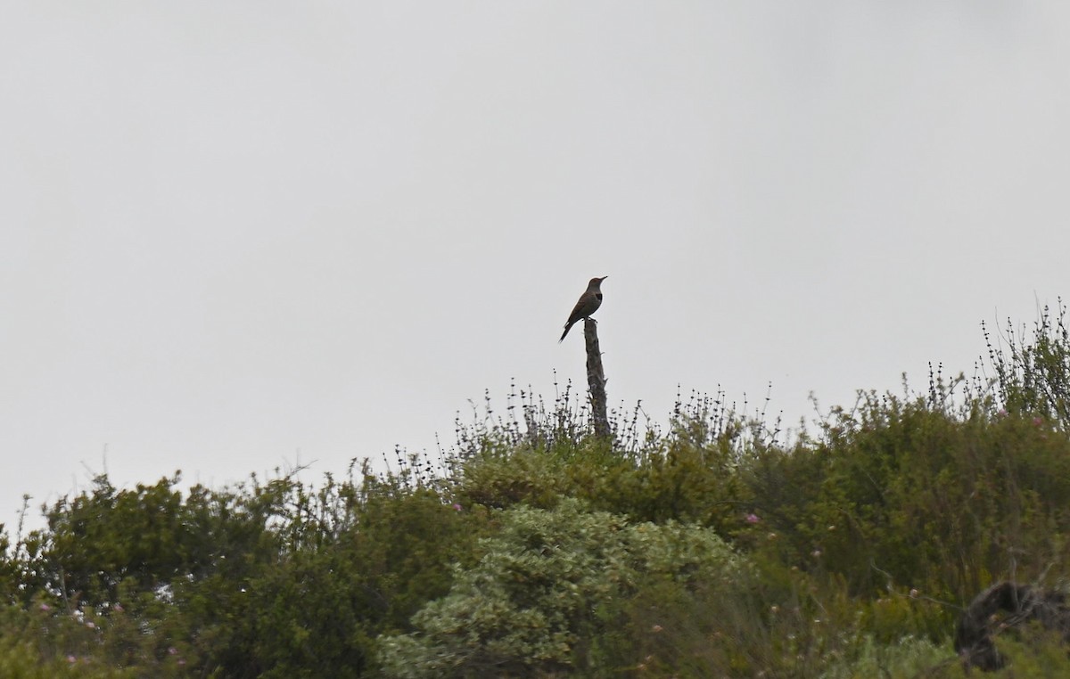 Northern/Gilded Flicker - ML615977527