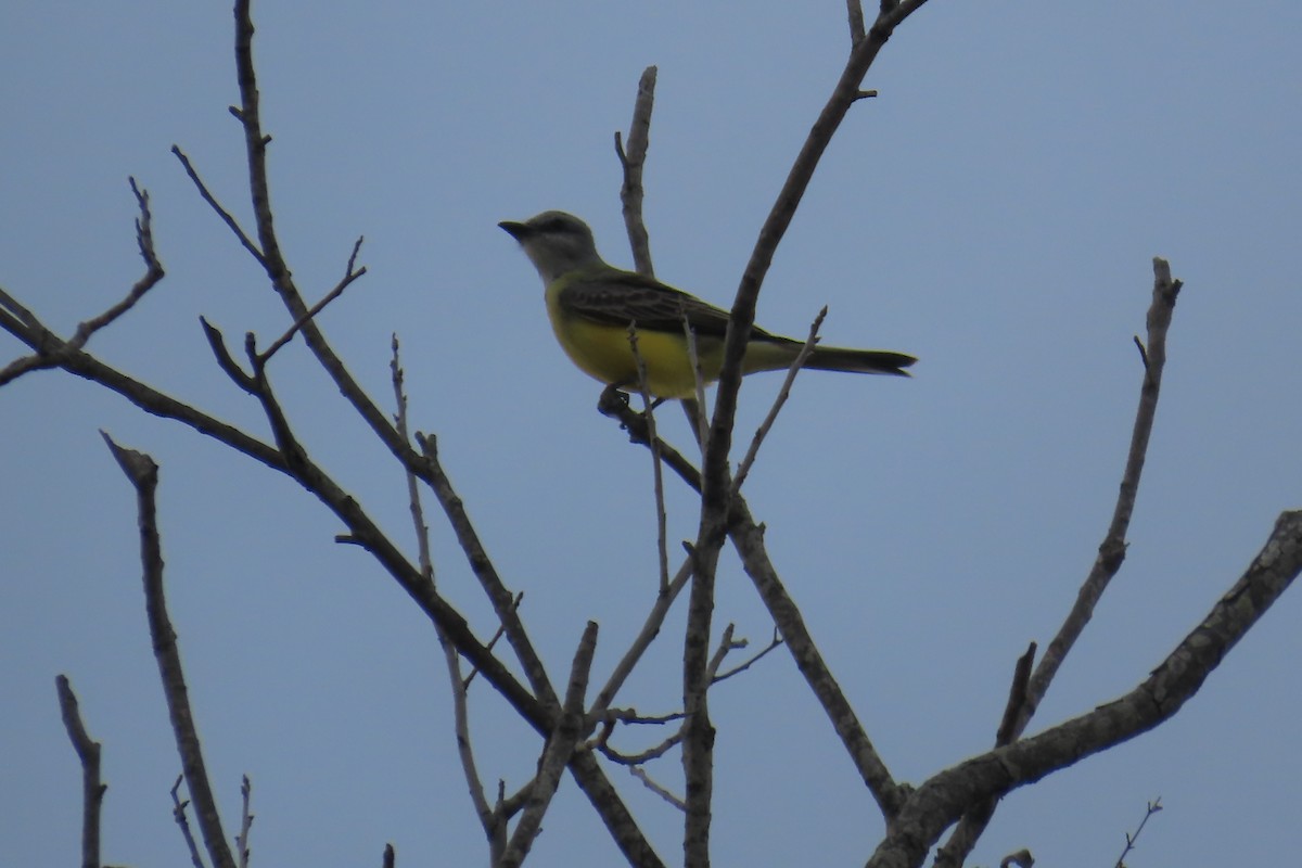 Couch's Kingbird - ML615977532