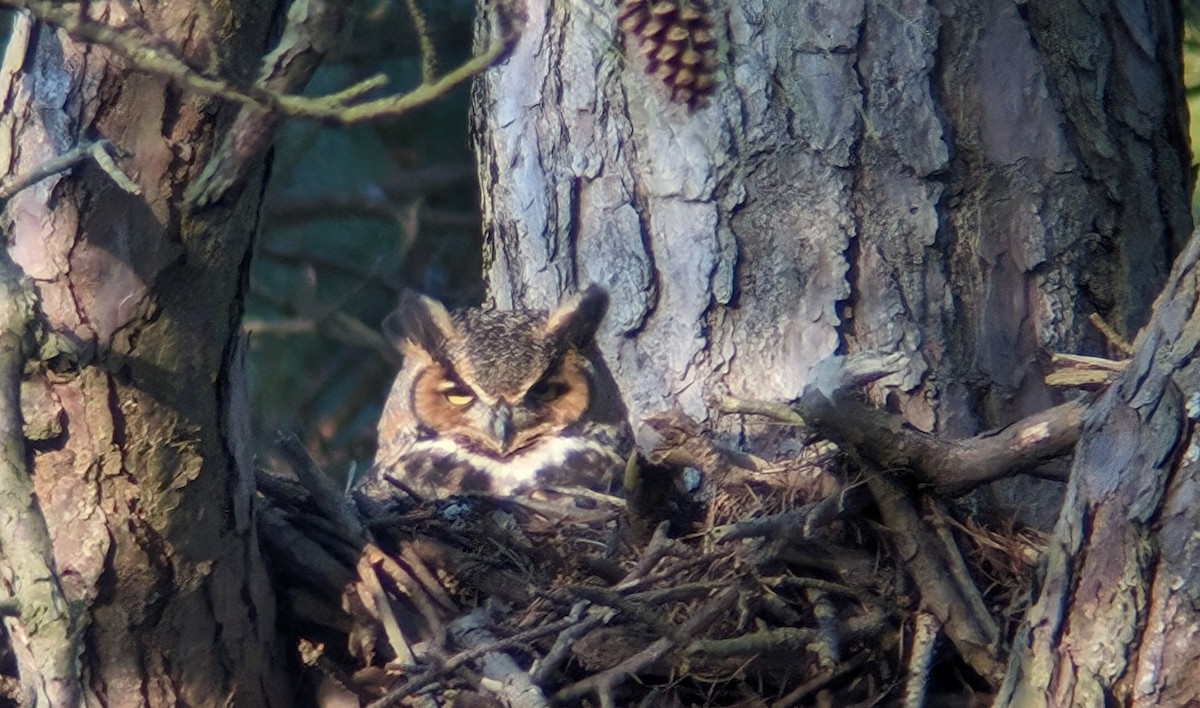 Great Horned Owl - ML615977540