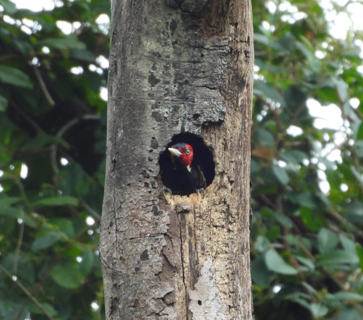 Pale-billed Woodpecker - ML615977596