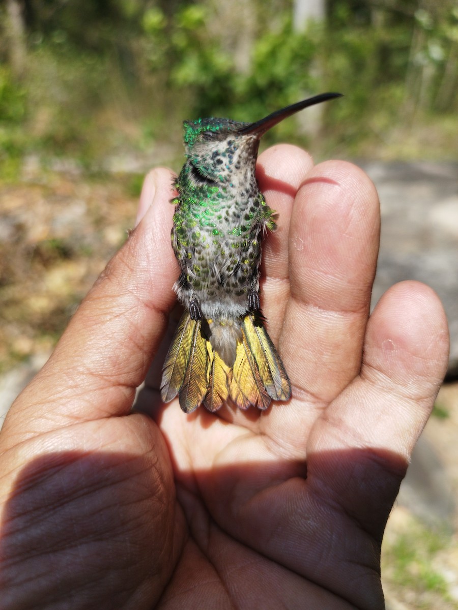 kolibřík zlatochvostý - ML615977640