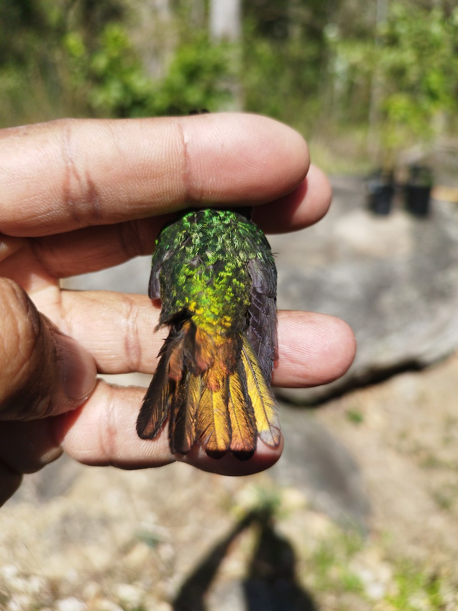 kolibřík zlatochvostý - ML615977641