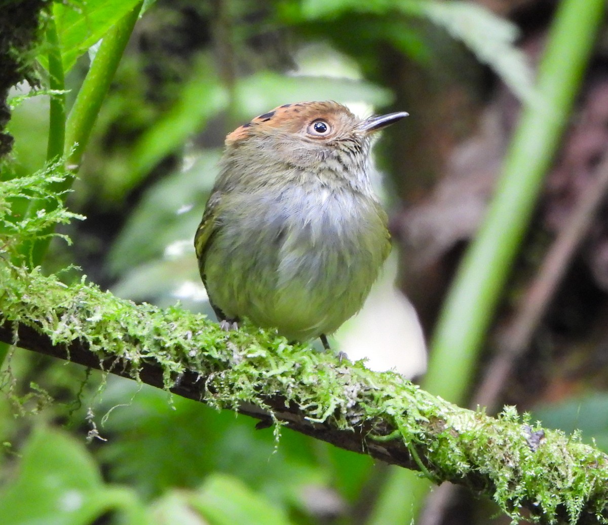 Scale-crested Pygmy-Tyrant - Steven C