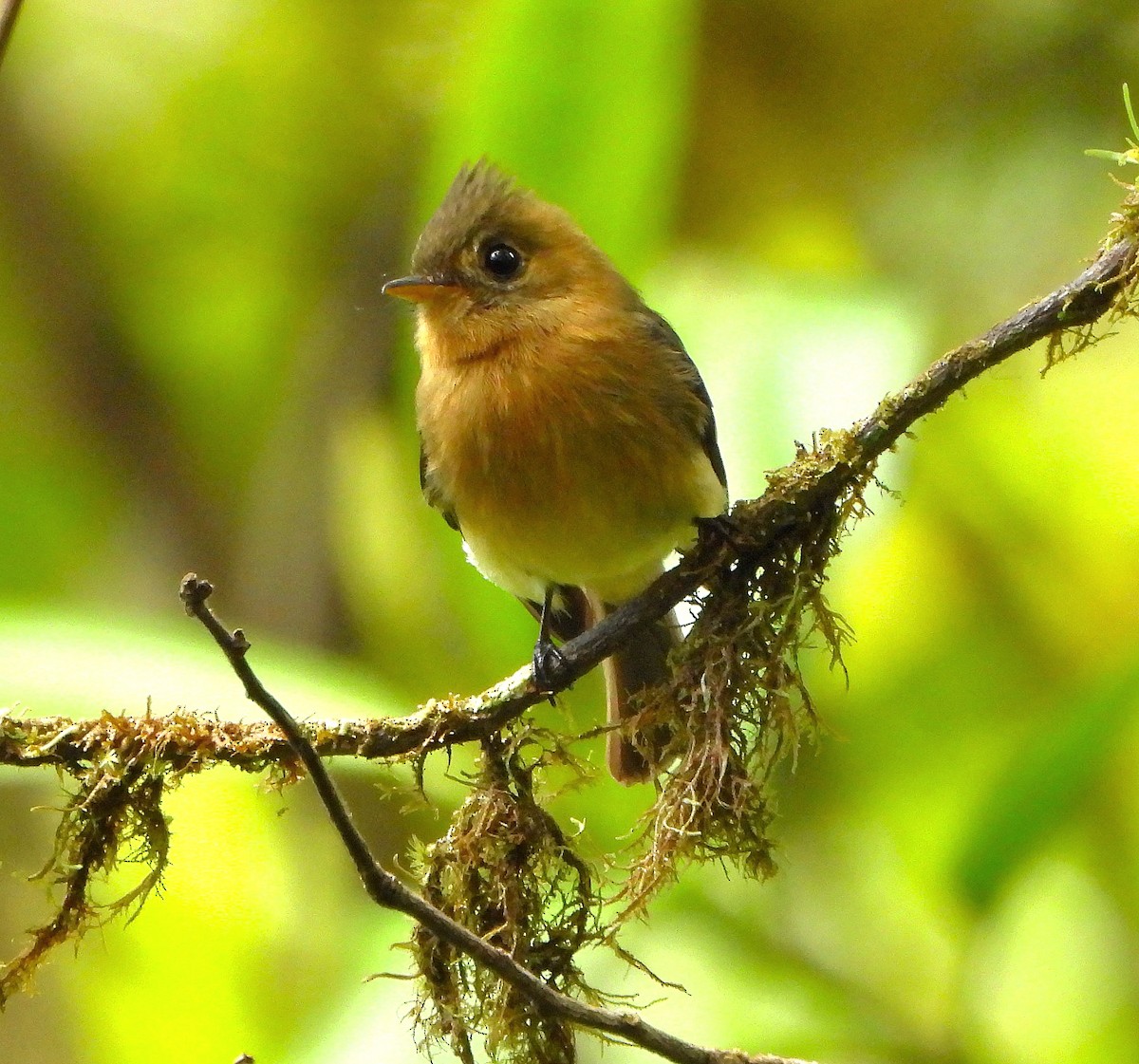 Tufted Flycatcher - Steven C