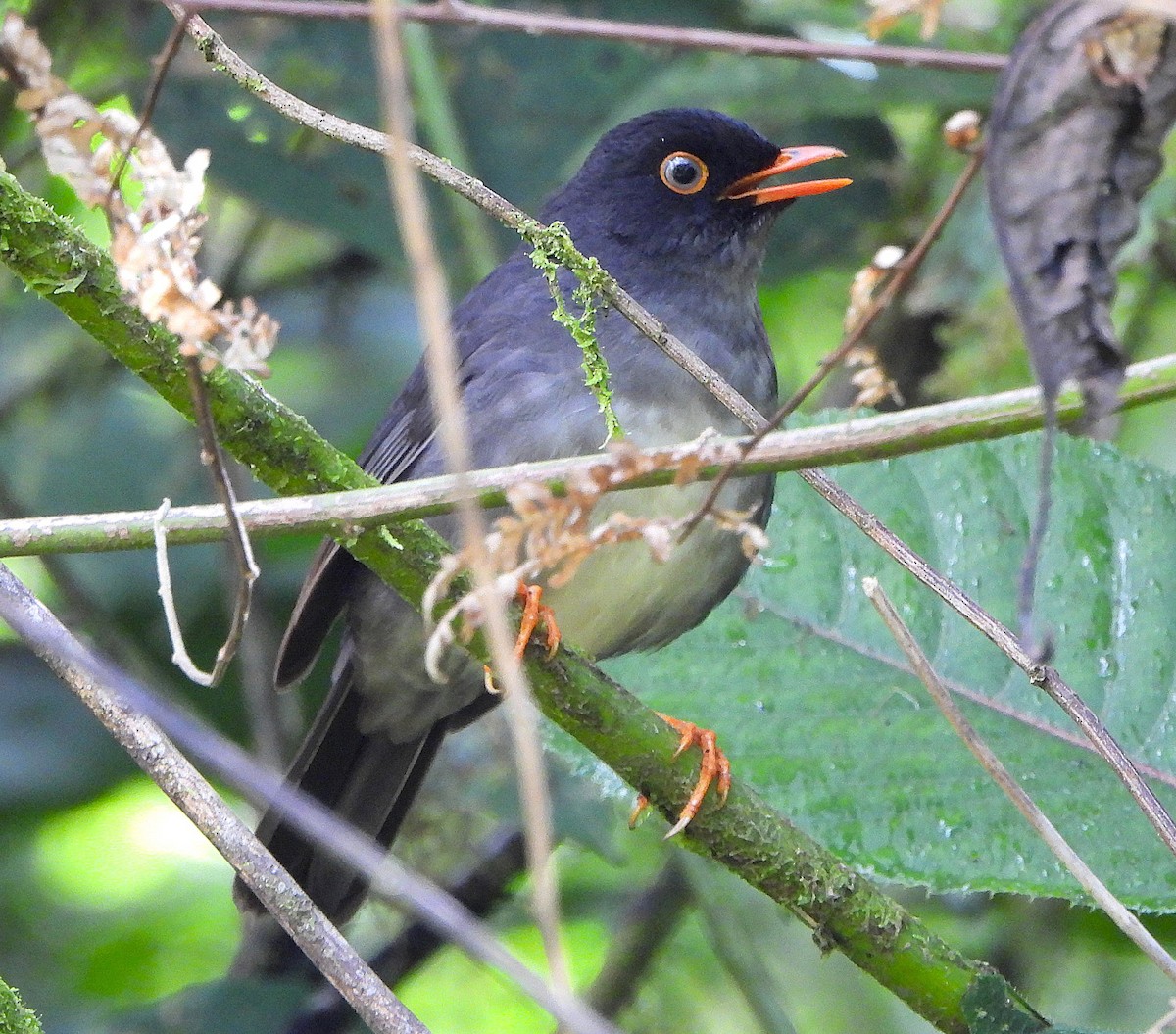 Slaty-backed Nightingale-Thrush - Steven C