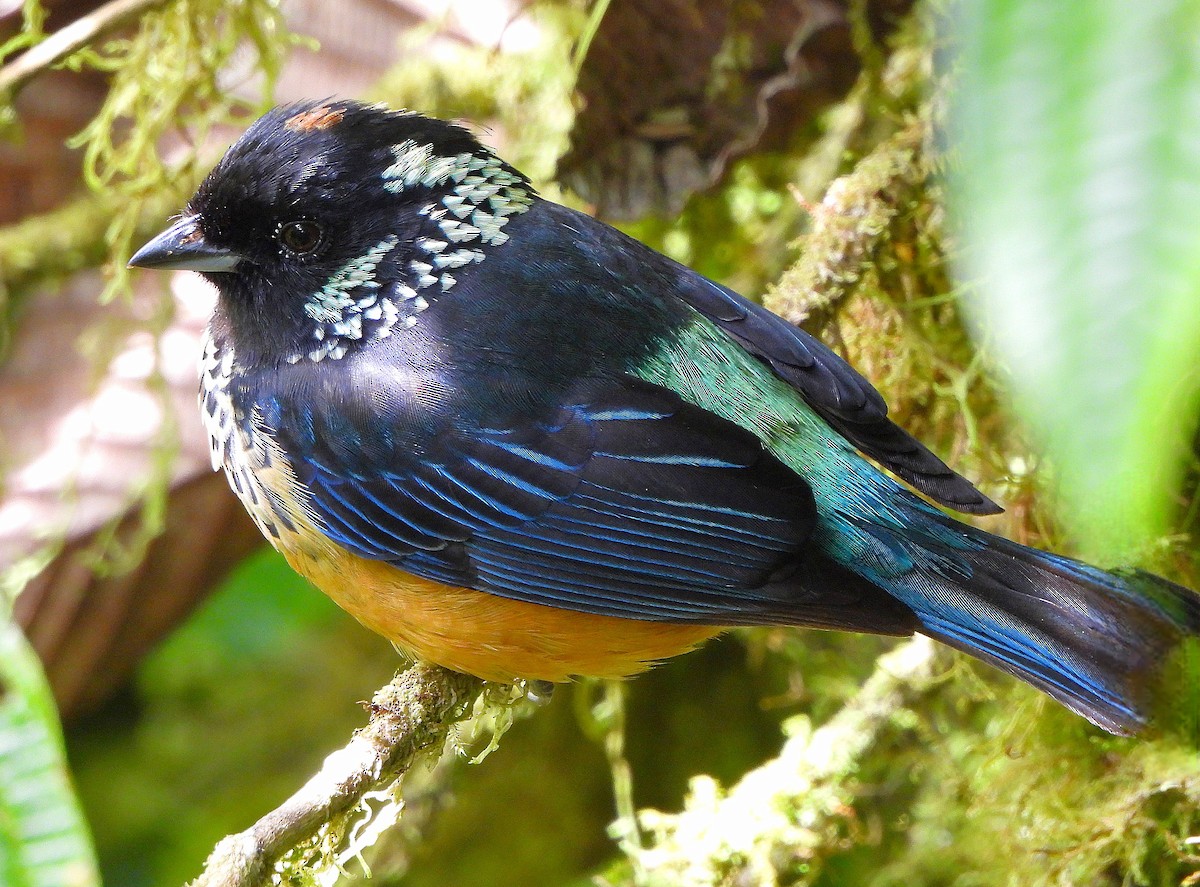 Spangle-cheeked Tanager - Steven C