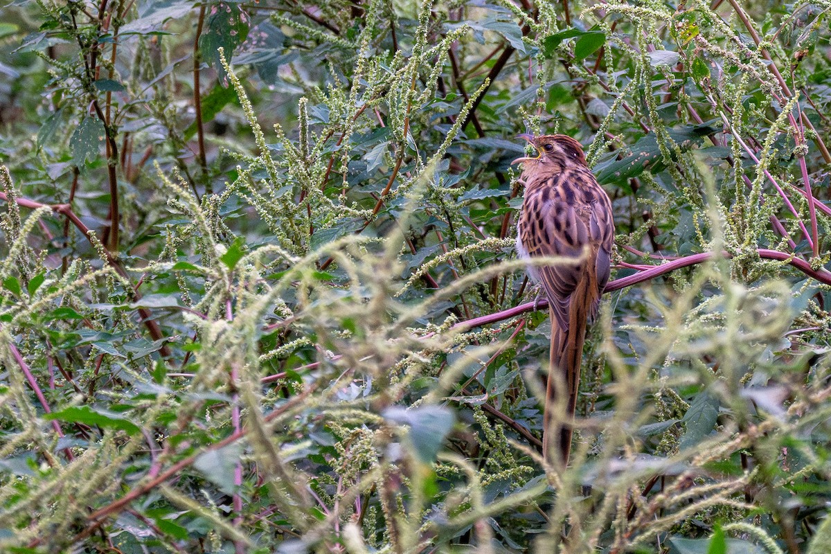 Striped Cuckoo - ML615977826