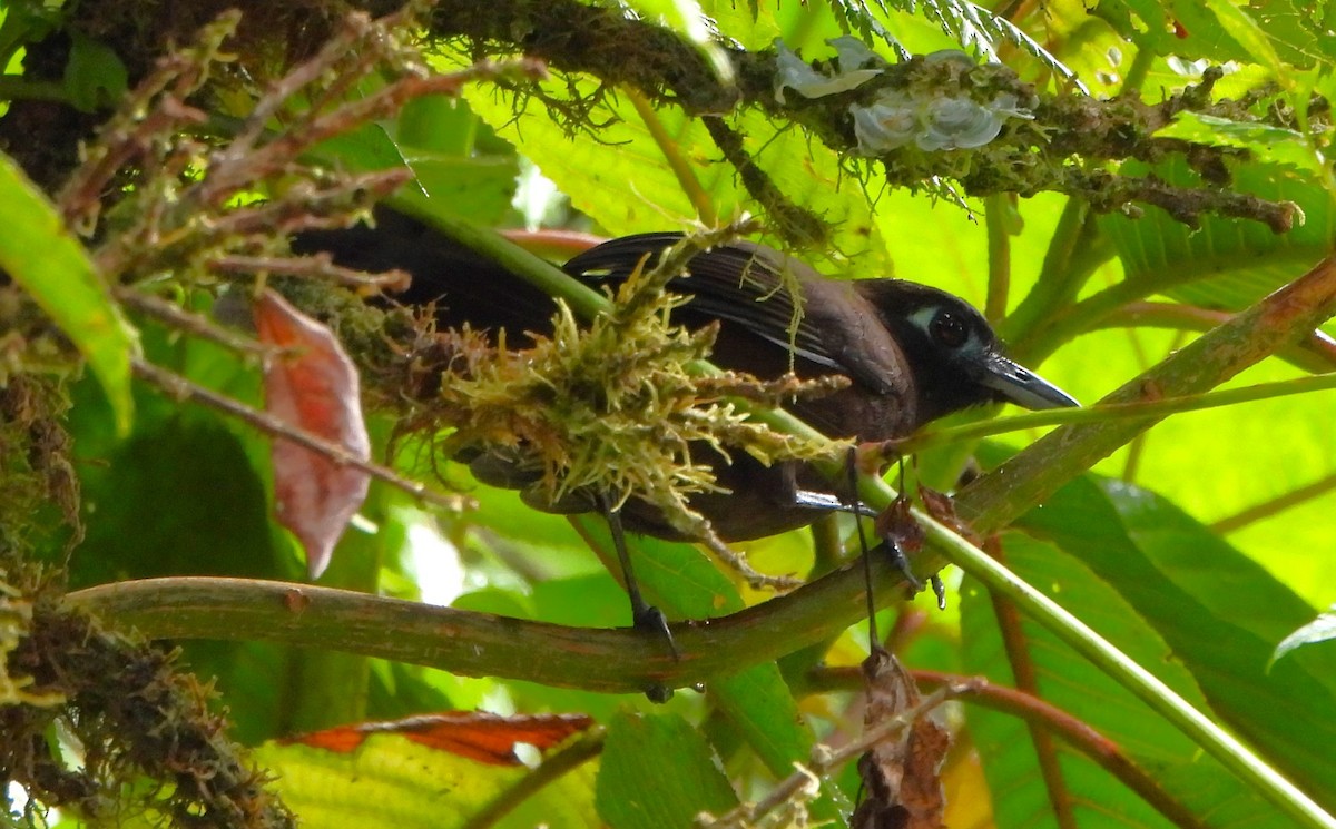 Panamáameisenvogel - ML615977836