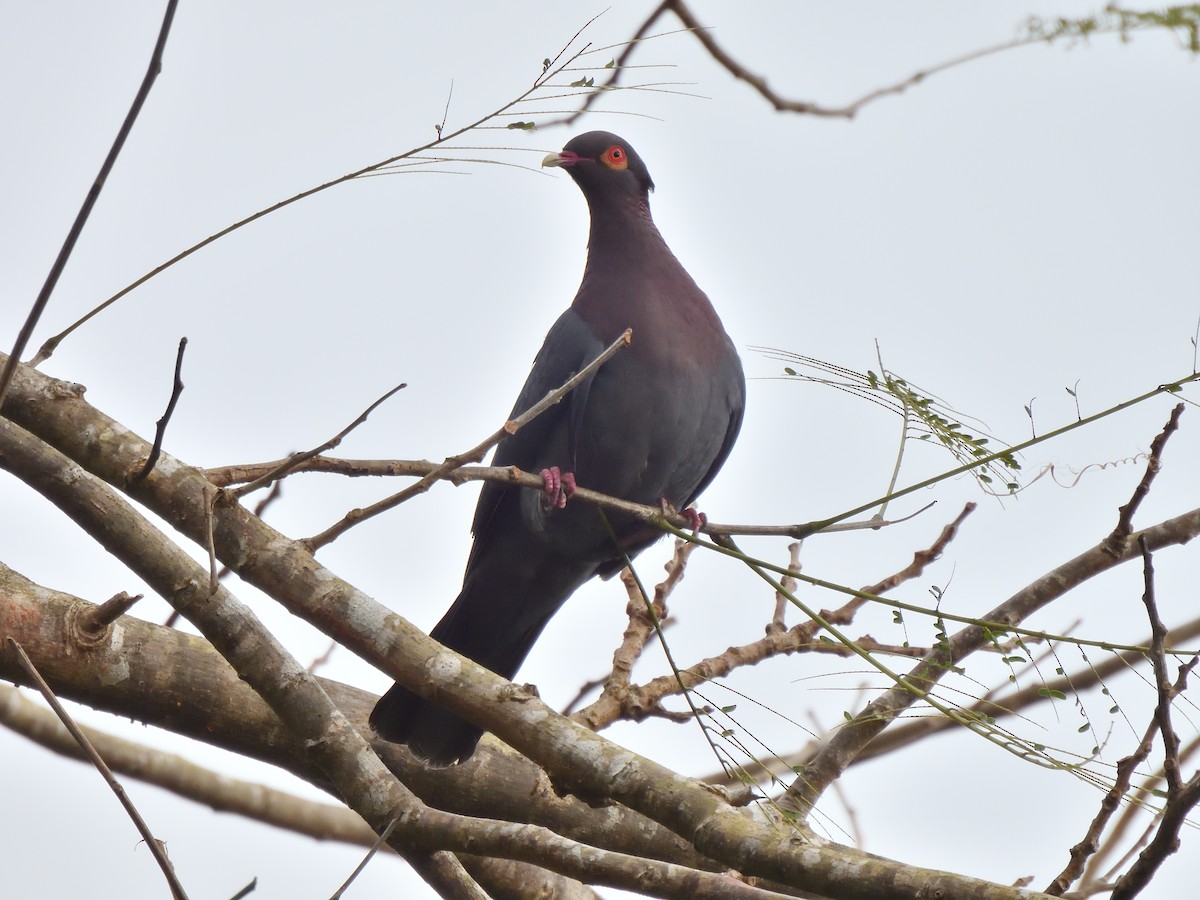 Pigeon à cou rouge - ML615977884