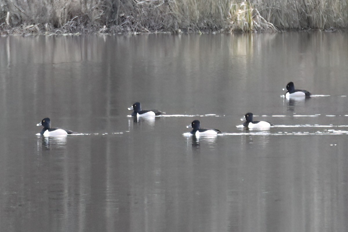 Ring-necked Duck - ML615977896