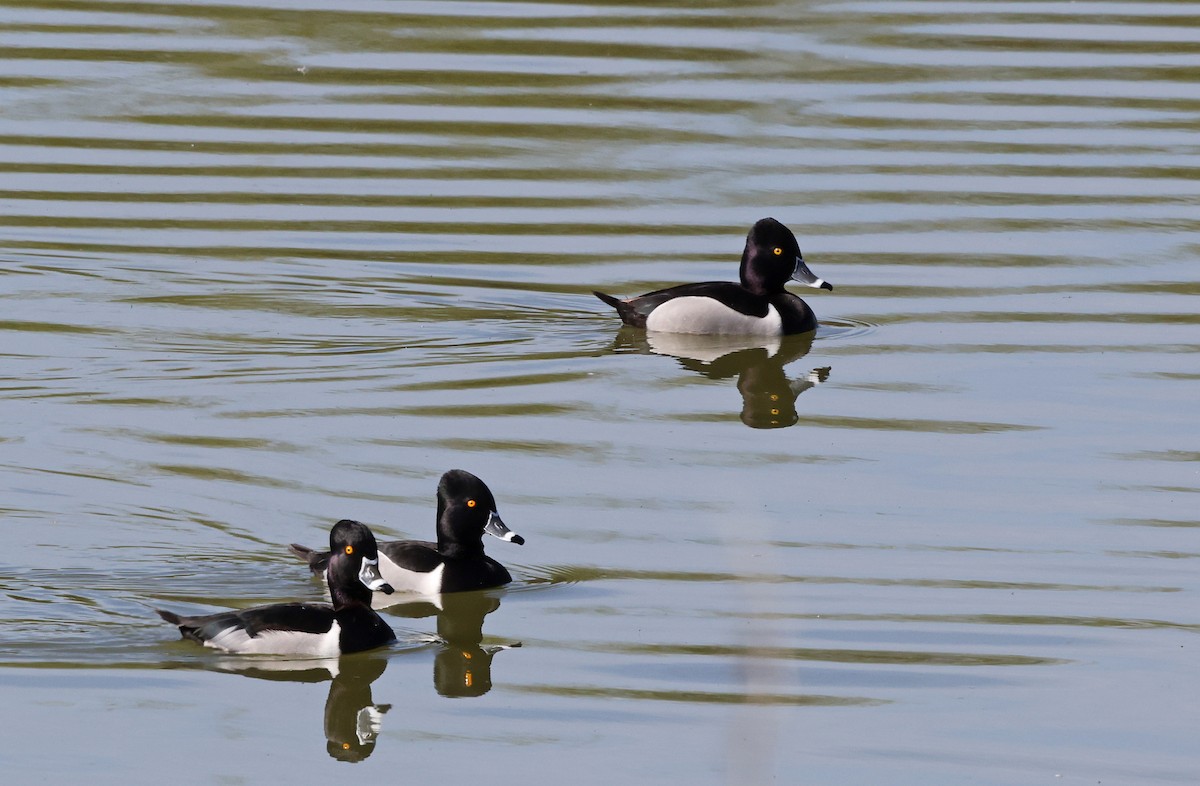 Ring-necked Duck - ML615977937