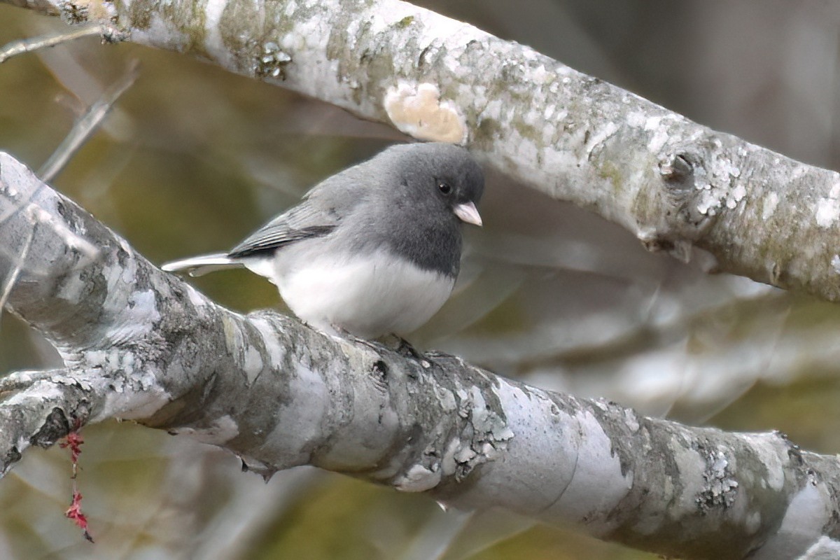 Dark-eyed Junco - ML615977942