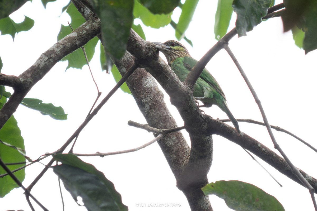 Green-eared Barbet - Kittakorn Inpang