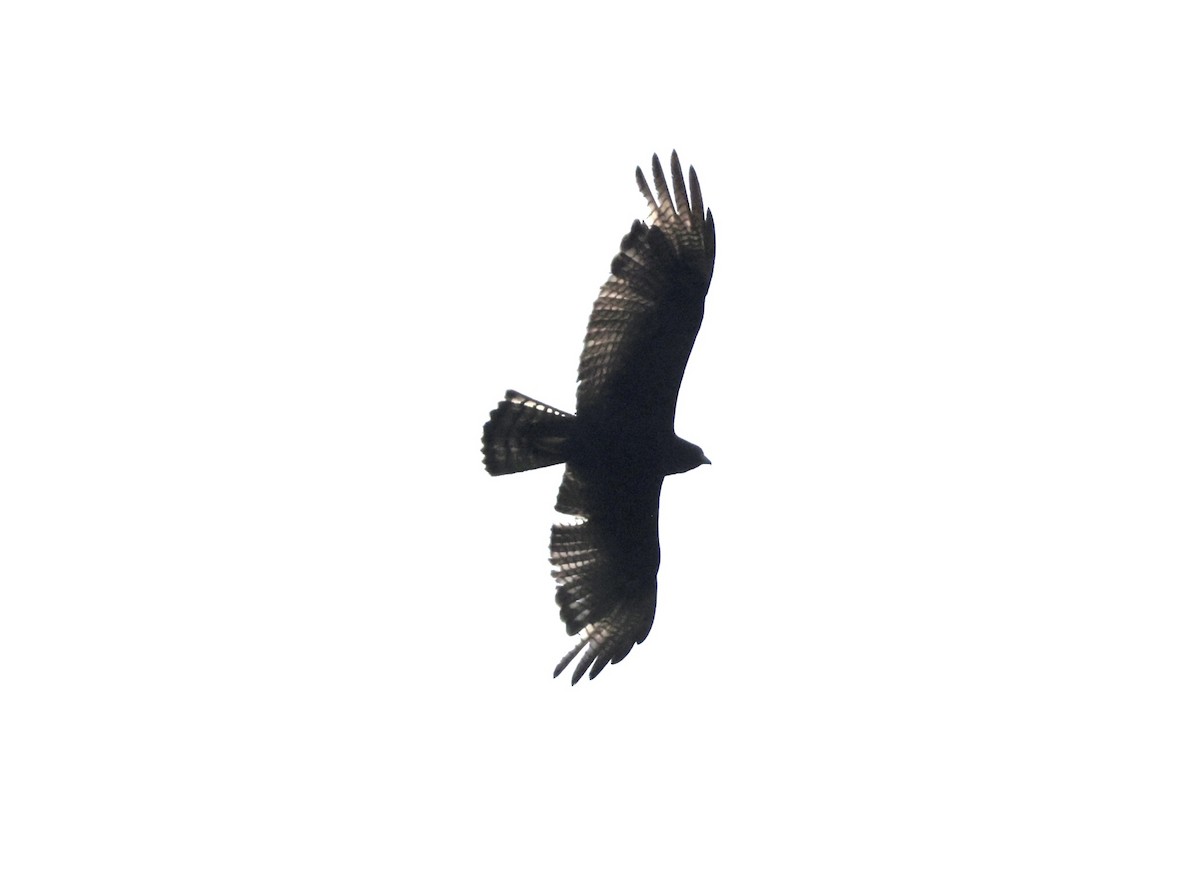 Zone-tailed Hawk - Ken Oeser