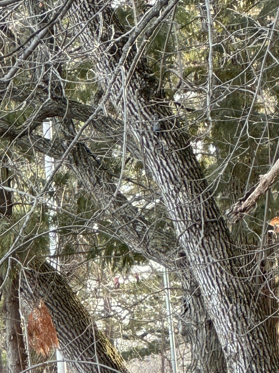 White-breasted Nuthatch - ML615978057