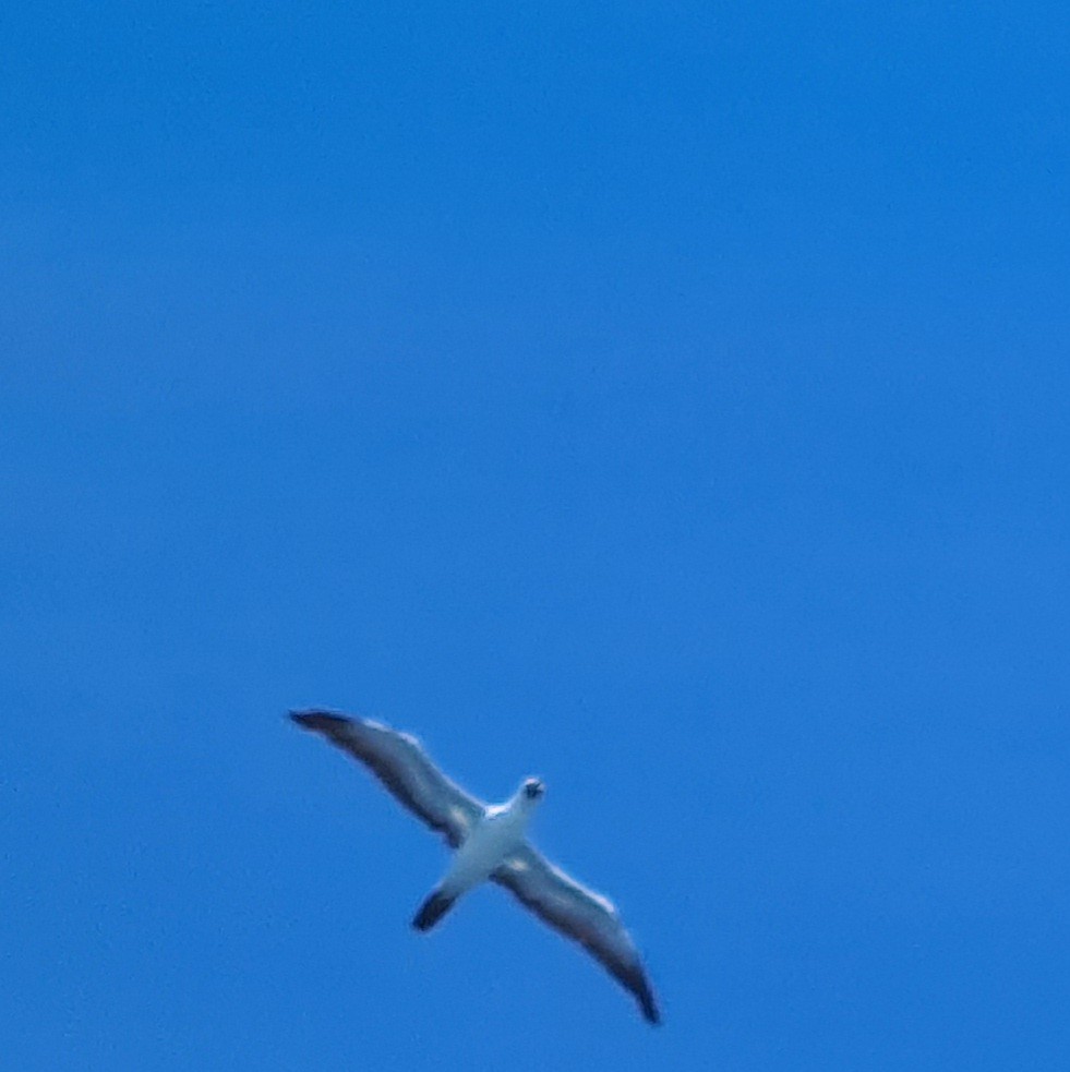 Masked Booby - ML615978121