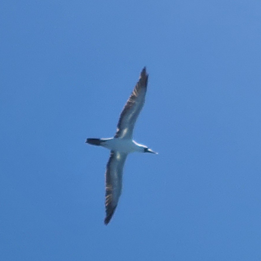 Masked Booby - Tomás Saratscheff