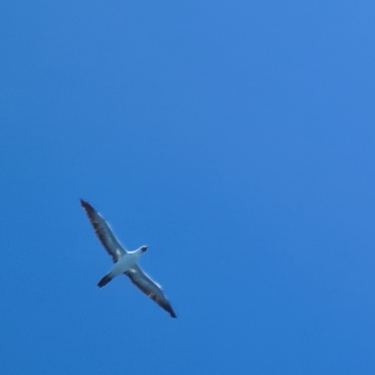 Masked Booby - ML615978123