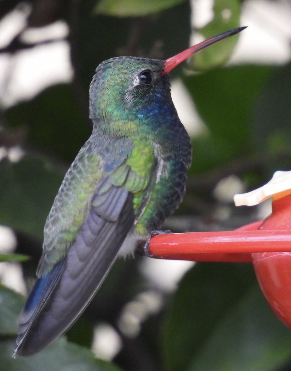Broad-billed Hummingbird - ML615978193