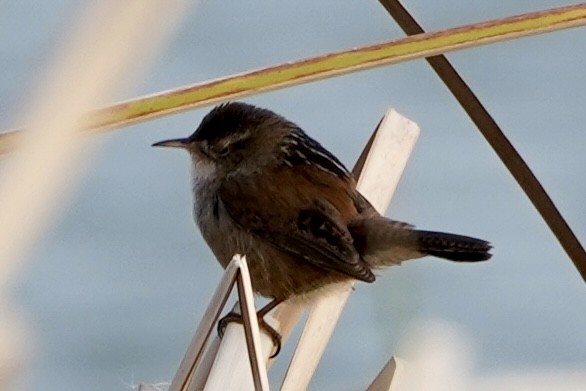 Marsh Wren - Kenneth Mamitsuka