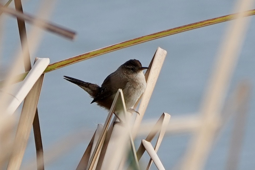 Marsh Wren - Kenneth Mamitsuka