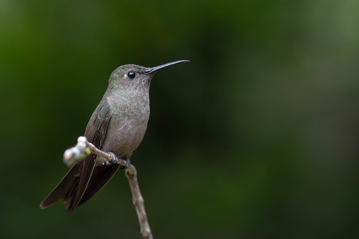 Sombre Hummingbird - ML615978338