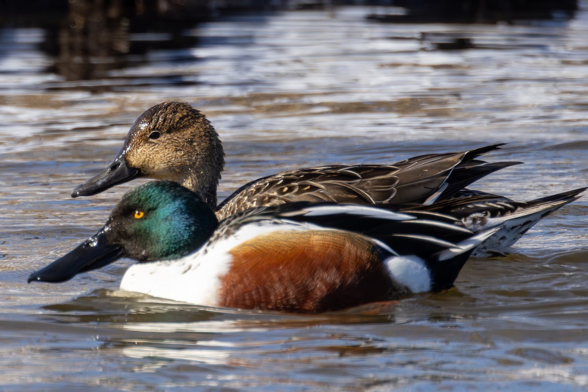 Northern Shoveler - Chris Kennelly