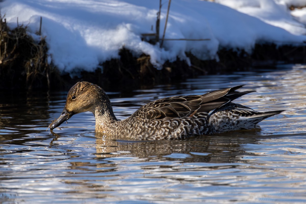 Northern Pintail - ML615978358