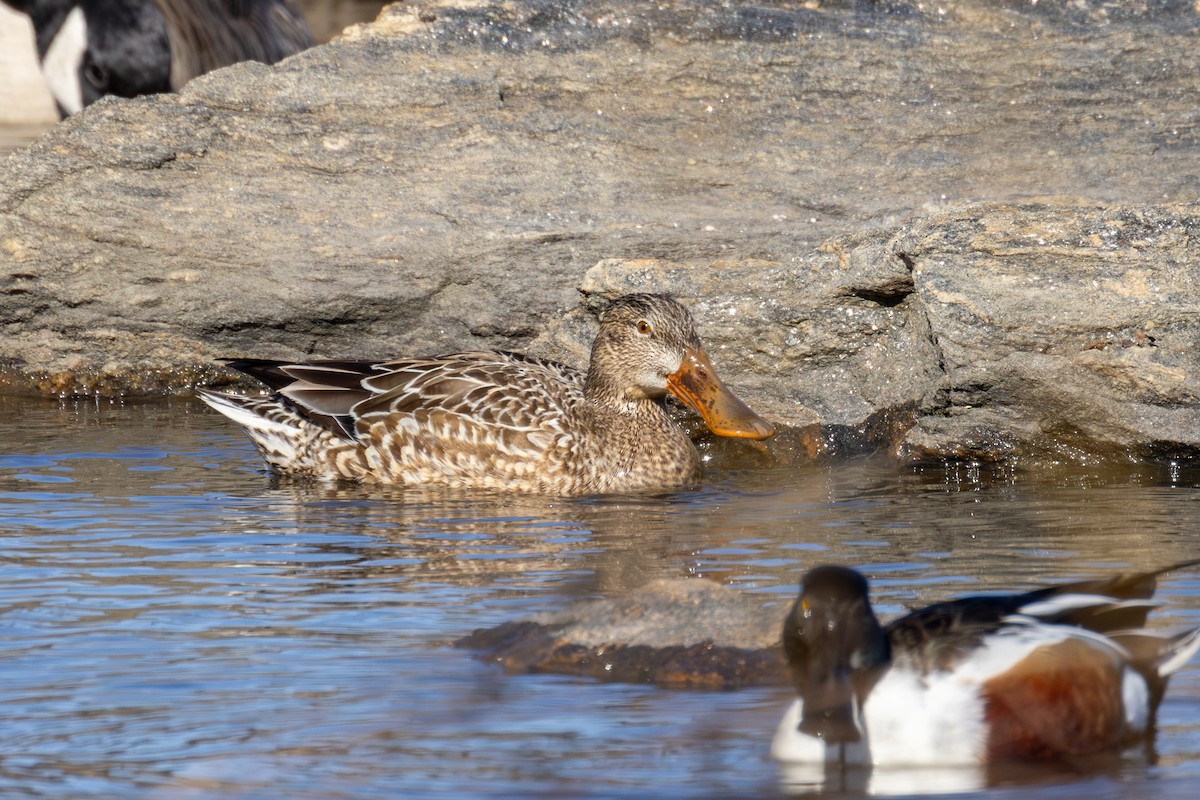 Northern Shoveler - ML615978394