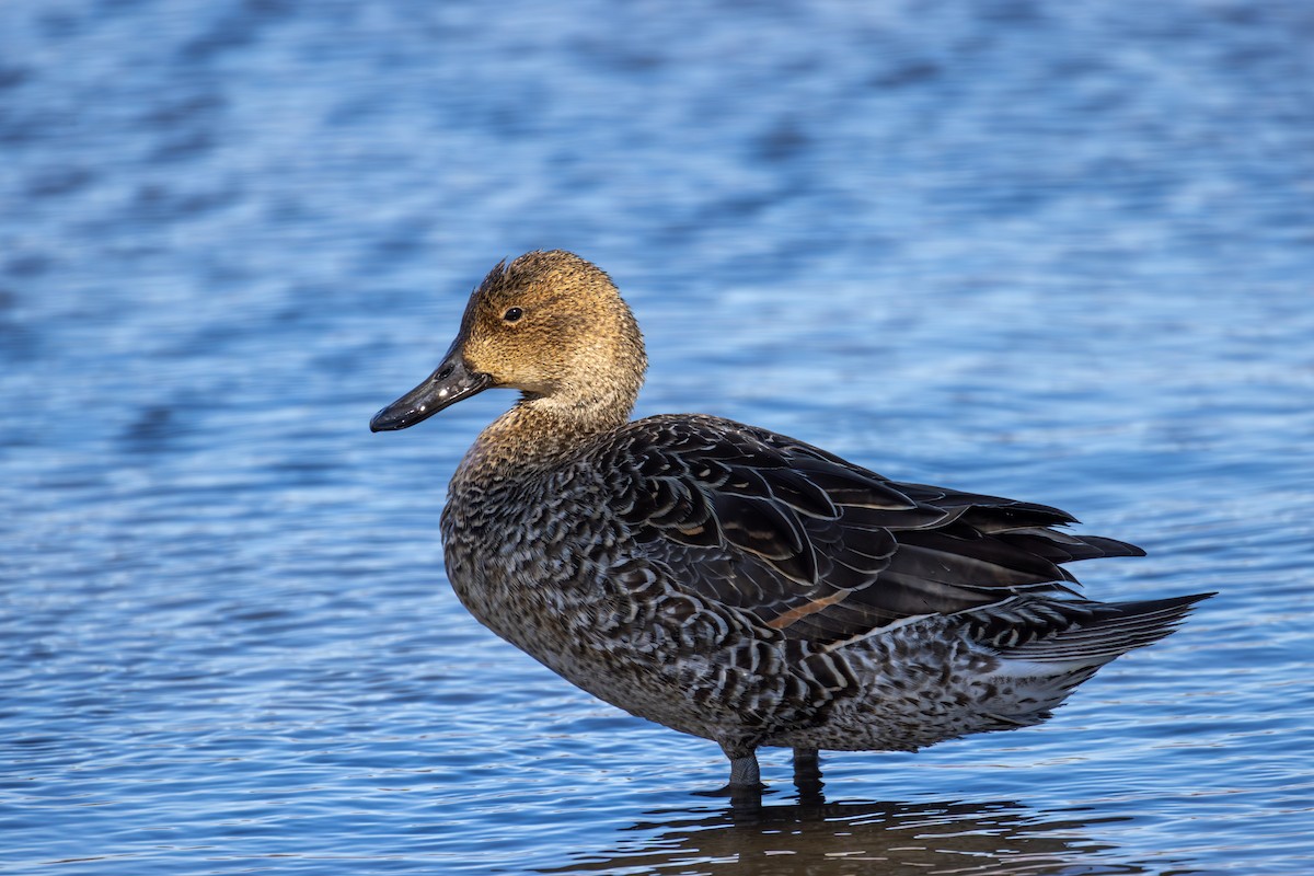 Northern Pintail - Chris Kennelly