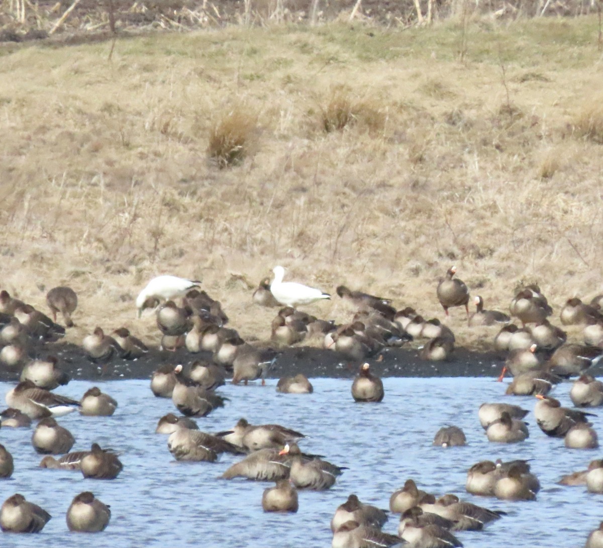 Ross's Goose - ML615978431