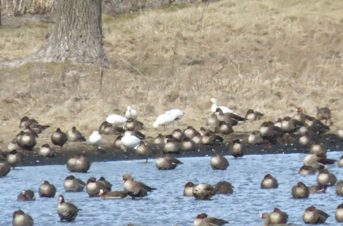 Ross's Goose - ML615978432