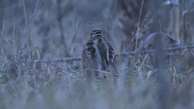 American Woodcock - ML615978466