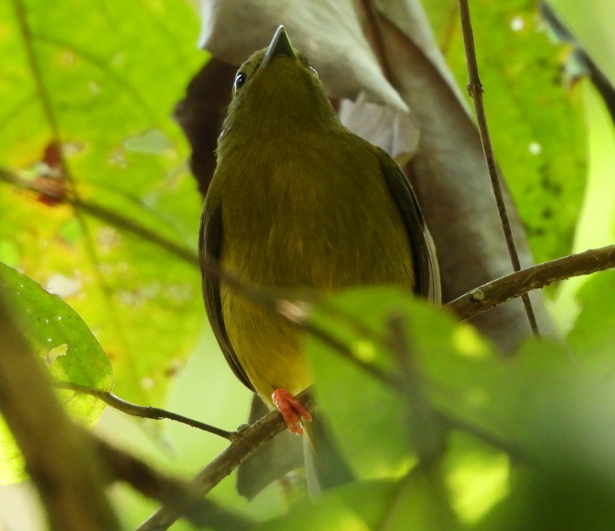 Orange-collared Manakin - ML615978477