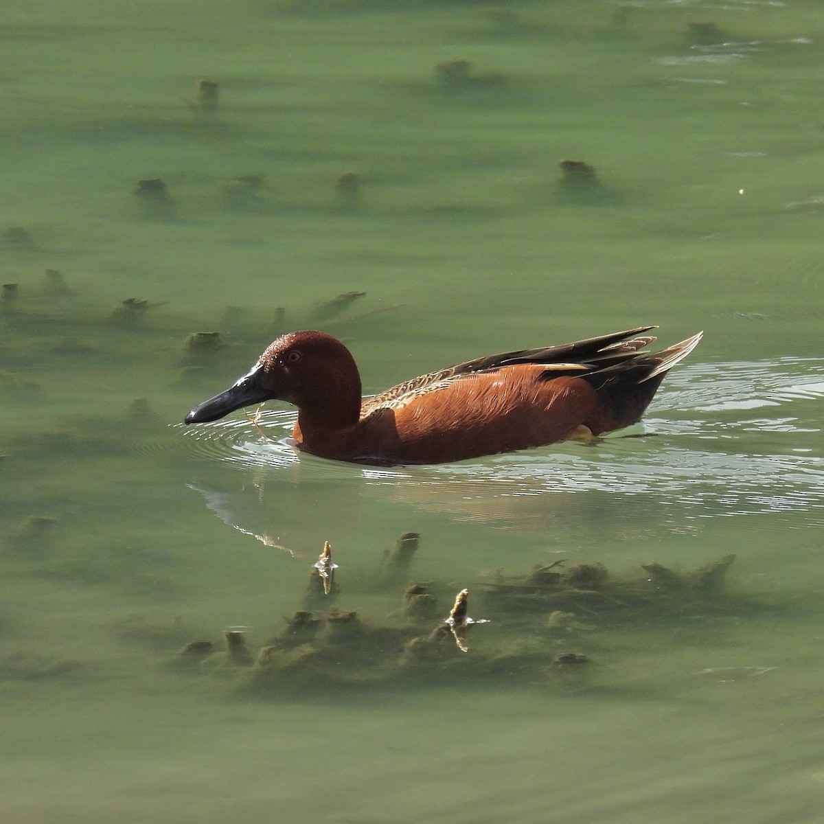 Cinnamon Teal - ML615978515