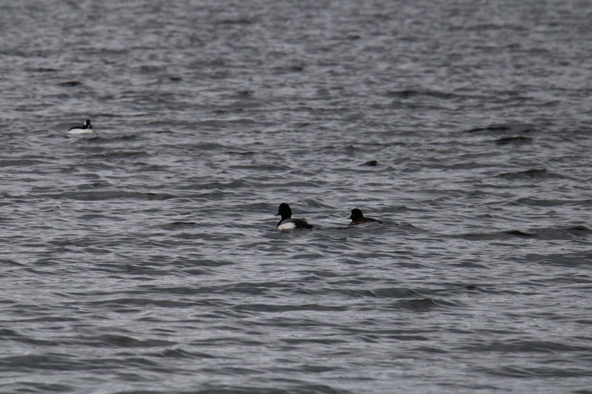 Greater Scaup - Biggest Bird