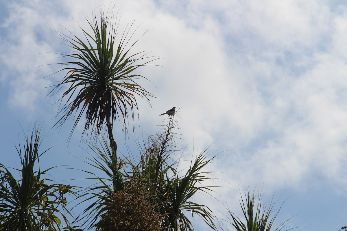 Gray Kingbird - ML615978553