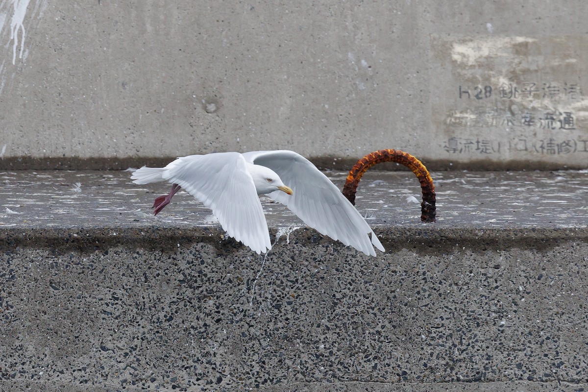 Glaucous Gull - ML615978568