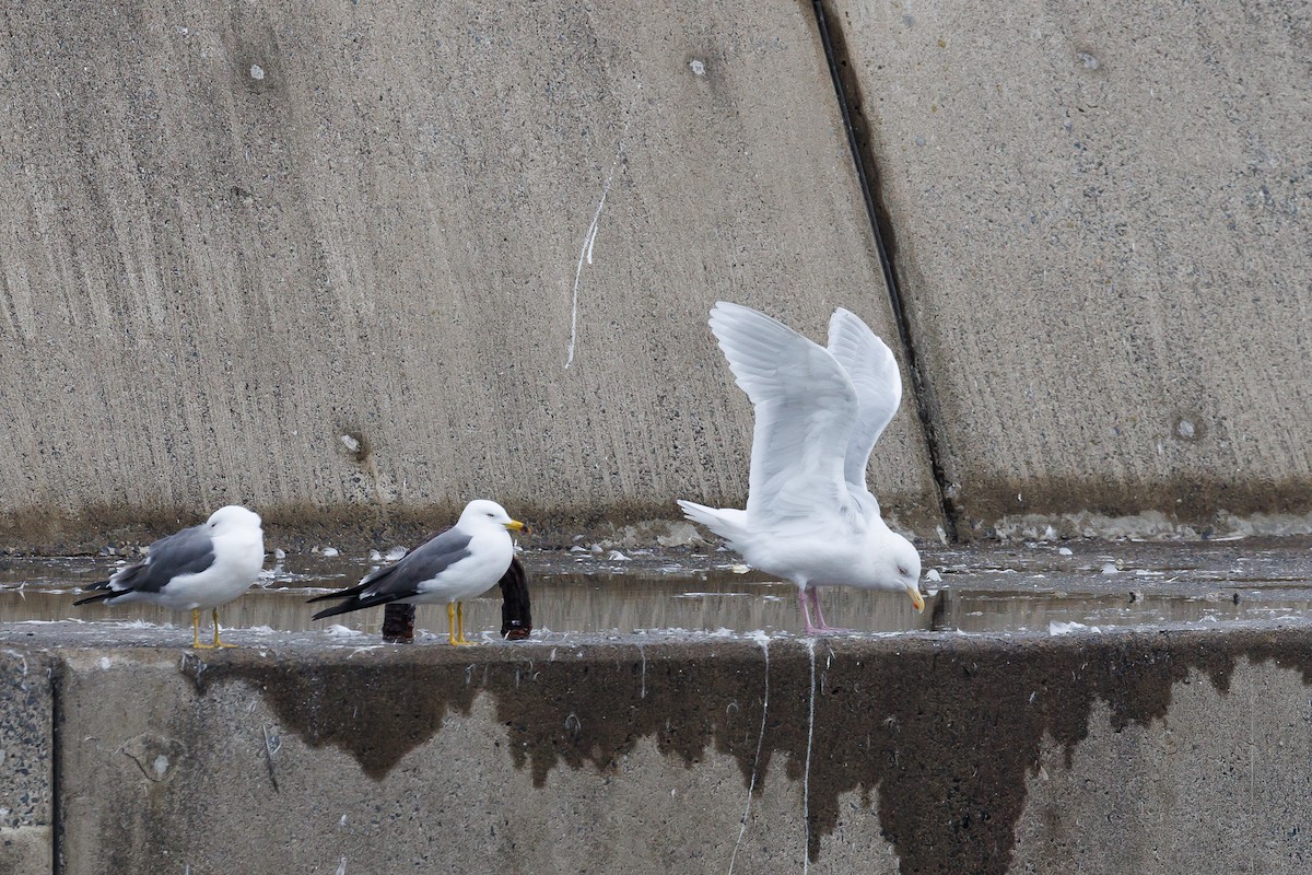 Glaucous Gull - ML615978569