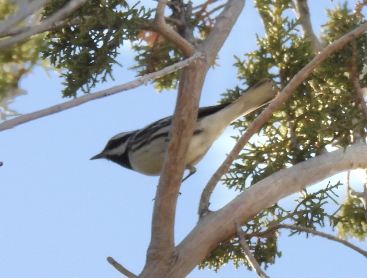Black-throated Gray Warbler - ML615978577