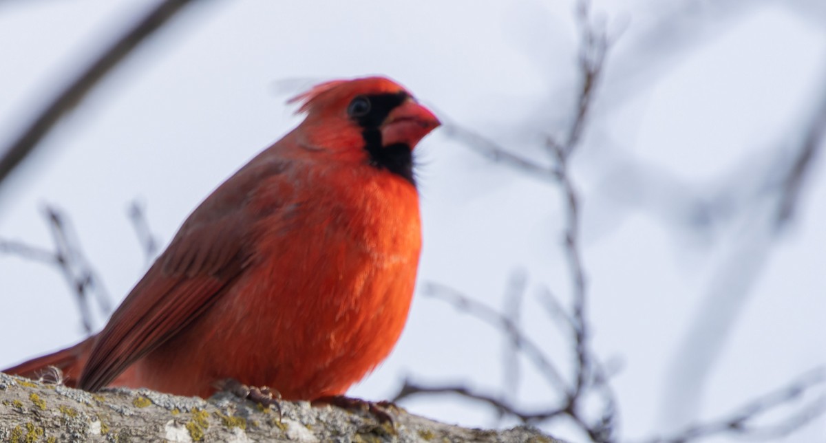 Cardinal rouge - ML615978636