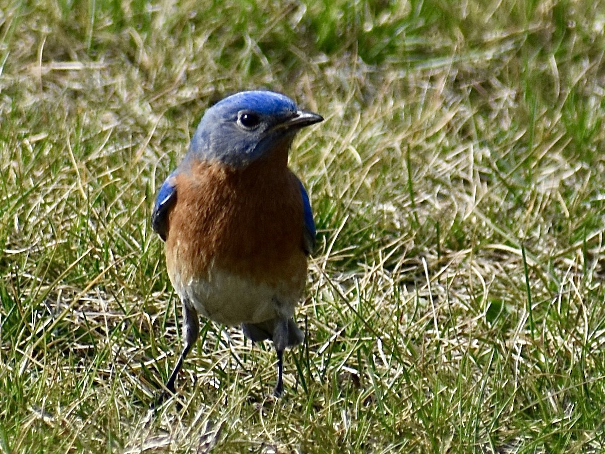 Eastern Bluebird - Dawn Pietrykowski