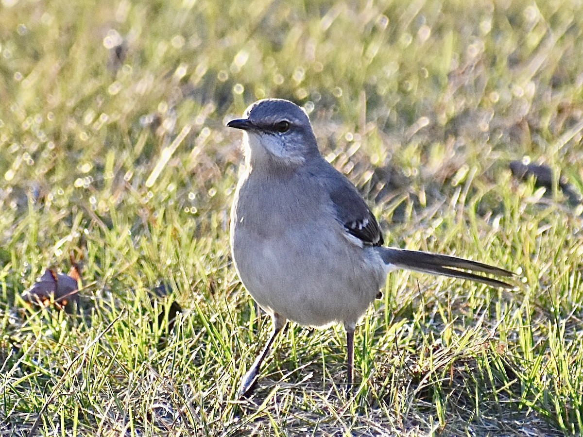 Northern Mockingbird - Dawn Pietrykowski