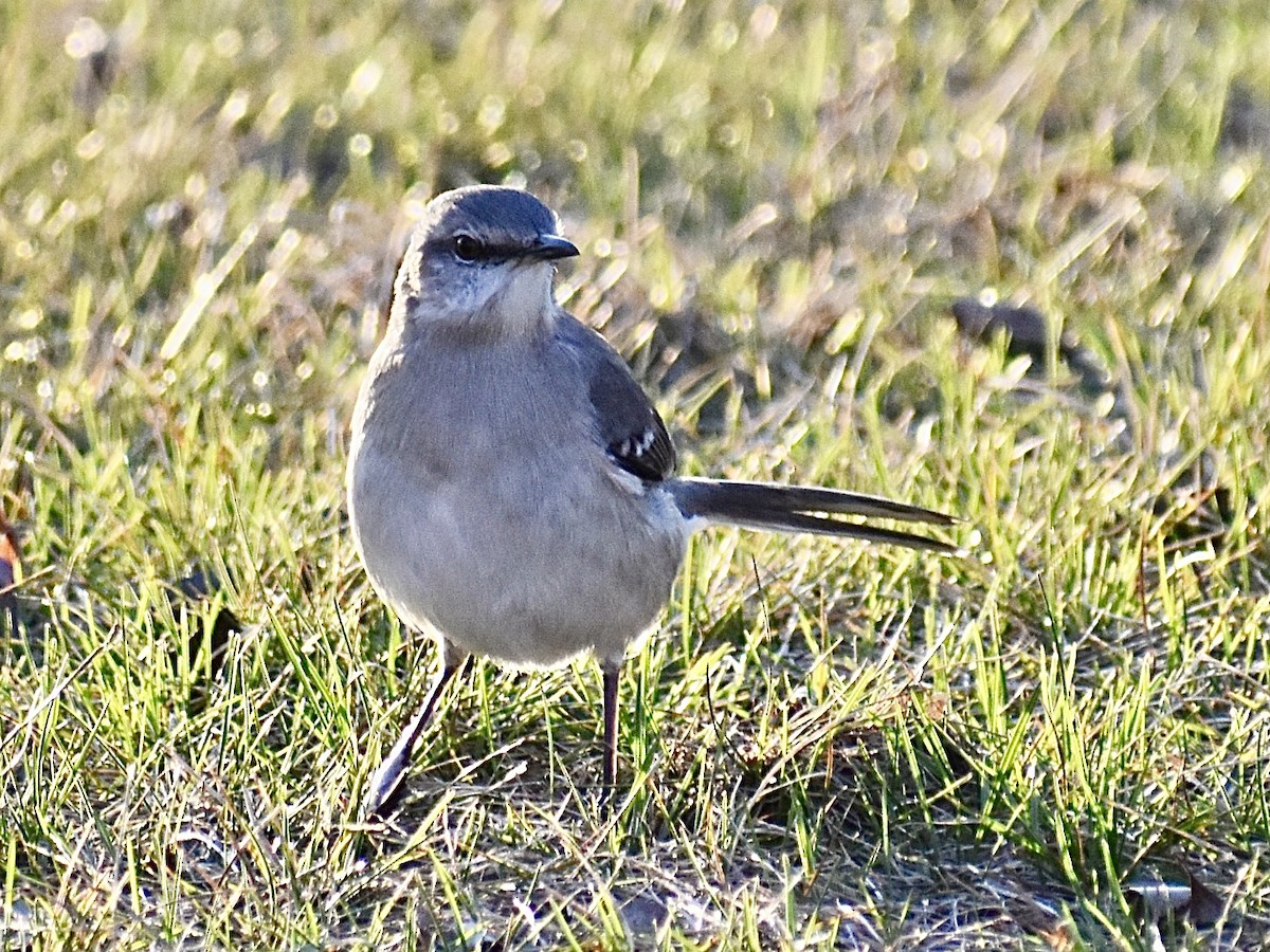 Northern Mockingbird - Dawn Pietrykowski