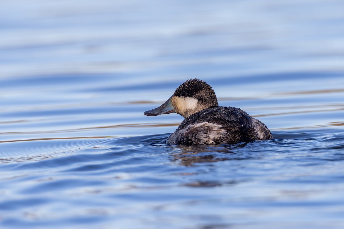 Ruddy Duck - ML615978903