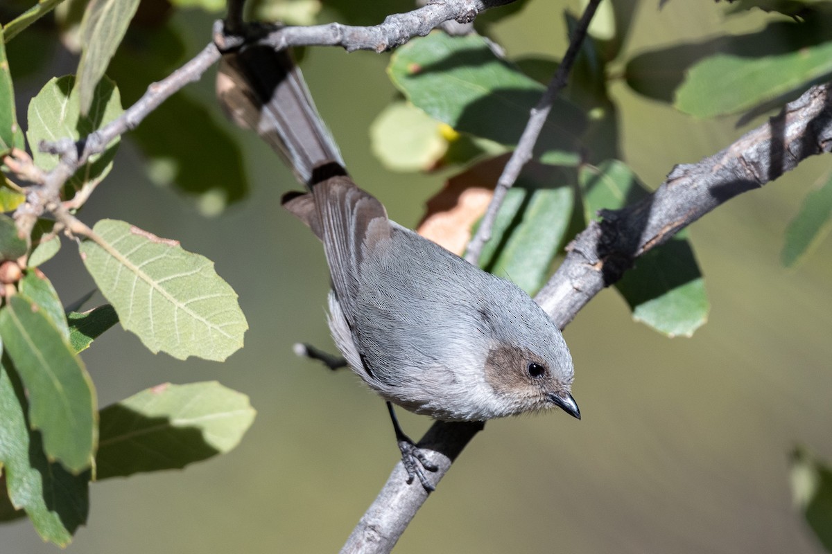 Bushtit - ML615978904